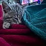 Avanna participe au concours pour gagner de l'argent avec cette photo : animal, blanket, cat, closeup, comfort, cozy, cute, fur, furry, indoor, kitten, paw, pet, relaxing, resting, sleeping, snuggled, soft, tabby, warm