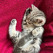Avanna participe au concours pour gagner de l'argent avec cette photo : adorable, animal, blanket, cat, cozy, cute, fur, gray, indoor, kitten, paw, pet, red, resting, sleeping, small, soft, tabby, texture, whiskers