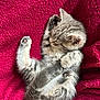 adorable, animal, blanket, cat, cozy, cute, fur, gray, indoor, kitten, paw, pet, red, resting, sleeping, small, soft, tabby, texture, whiskers