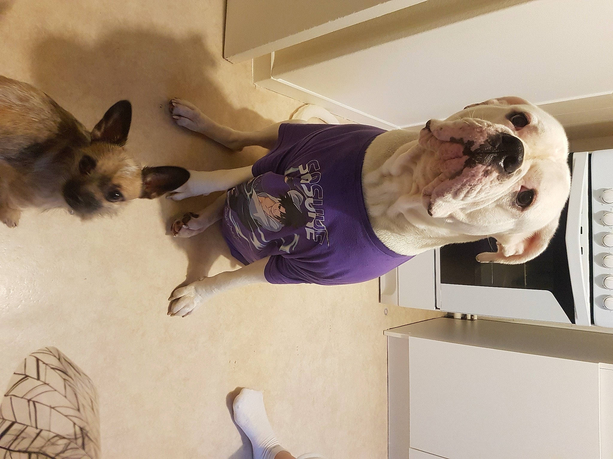 Bisous participe au concours pour gagner de l'argent avec cette photo : canidae, carnivore, companion_dog, dog, dog_breed, dog_supply, ear, elbow, eyewear, fawn, felidae, flooring, fur, non_sporting_group, sandal, snout, sporting_group, t_shirt, tail, toy_dog