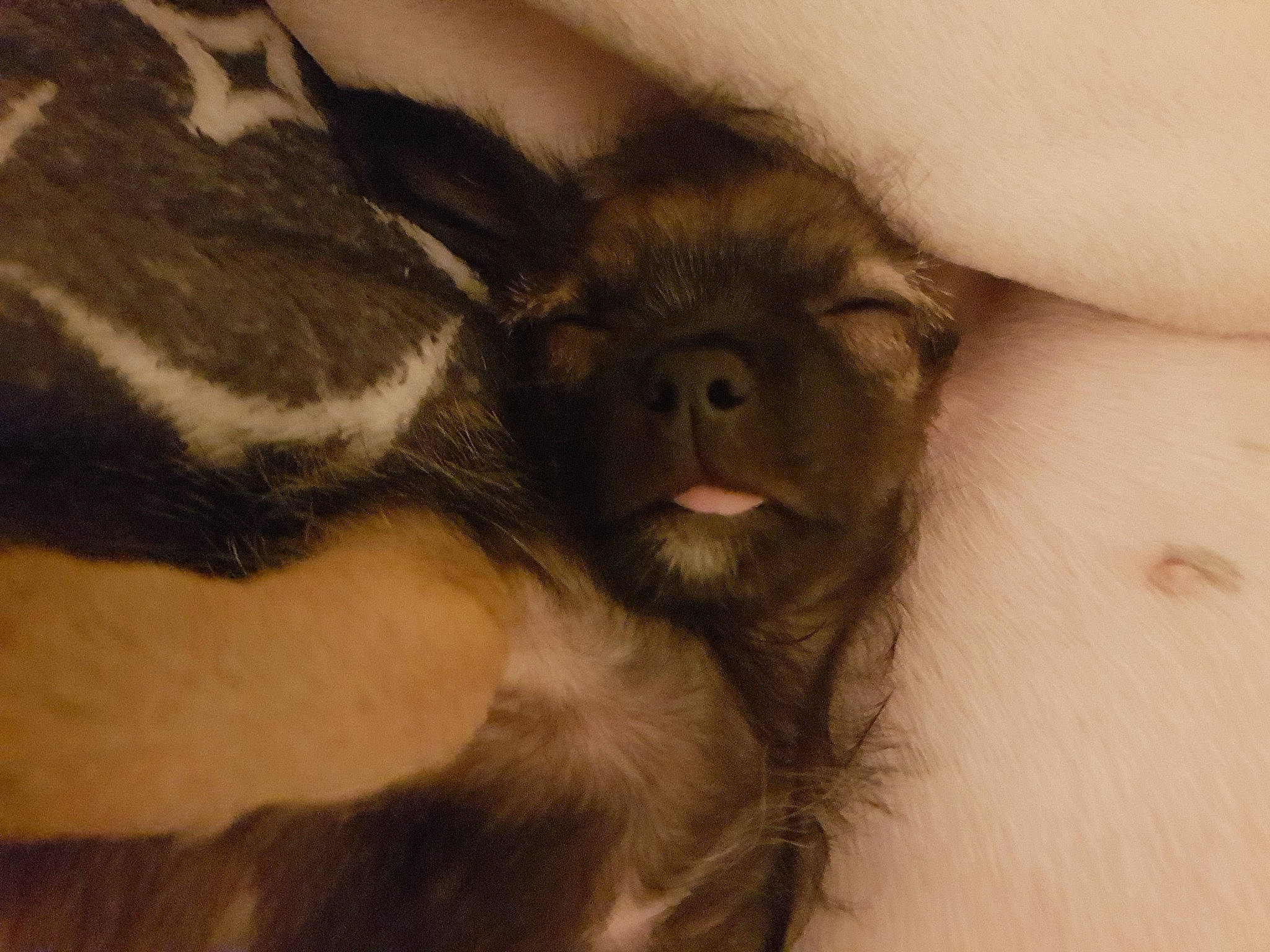 Bella a rejoint le concours — aidez-le/la à gagner de superbes lots ! arm, chest, comfort, companion_dog, dog_breed, ear, elbow, fawn, foot, fur, gesture, human_leg, liver, paw, primate, snout, terrestrial_animal, thumb, whiskers, wildlife