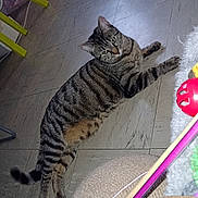 Daisy participe au concours pour gagner de l'argent avec cette photo : abyssinian, accessories, animal, architecture, balloon, building, cat, couch, furniture, hardwood, indoors, kitten, livingroom, manx, pet, plywood, slate, sphere, strap, wood