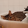 Daisy a rejoint le concours — aidez-le/la à gagner de superbes lots ! abyssinian, animal, bathing, bathroom, bathtub, bronze, cat, couch, hardwood, indoors, kitten, manx, person, pet, room, sink, sinkfaucet, tap, tub, wood
