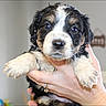 puppy, dog, hand, pet, animal, cute, young, fur, black_and_white, indoor, portrait, looking, small, wet, domestic_animal, mammal, friendly, adorable, young_animal, holding