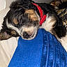 puppy, dog, sleeping, red_collar, blue_cushion, cozy, fluffy, indoor, pet, cute, resting, relaxed, animal, fur, closeup, comfort, home, canine, nap, adorable