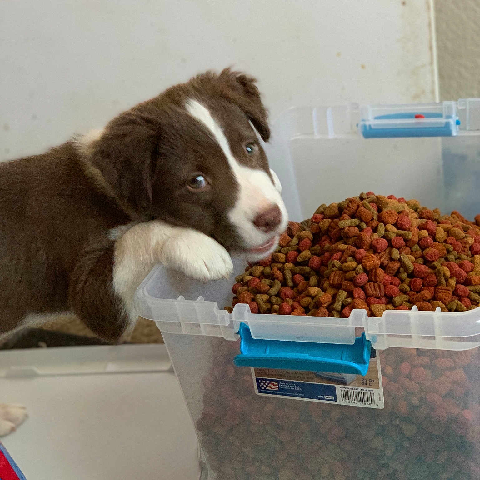Hammie is registered to the contest to win money with this photo: canidae, carnivore, dog, dog_breed, dog_food, liver, pet_food, puppy, sporting_group