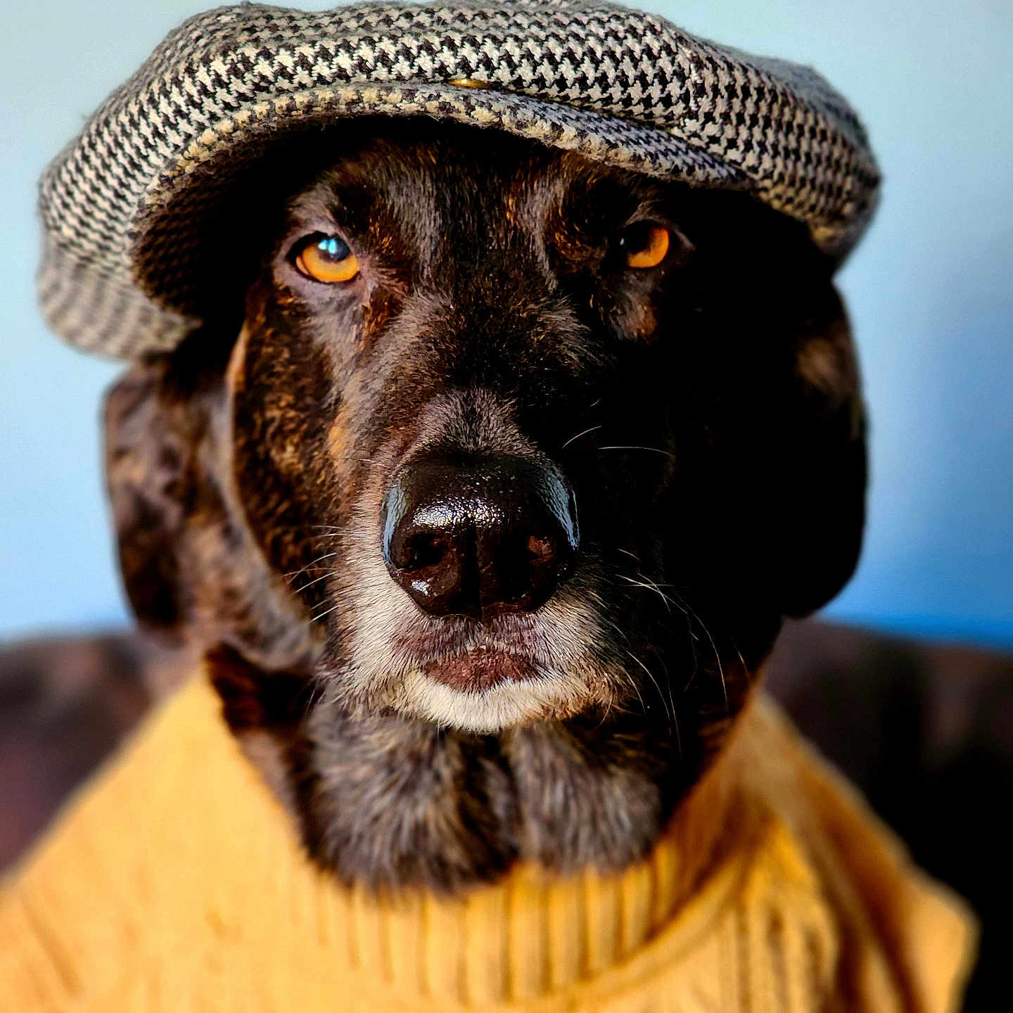 Boue is registered to the contest to win money with this photo: adult, animal, canine, cap, clothing, dog, face, hat, head, hound, knitwear, labradorretriever, male, man, person, pet, photography, portrait, puppy, sweater