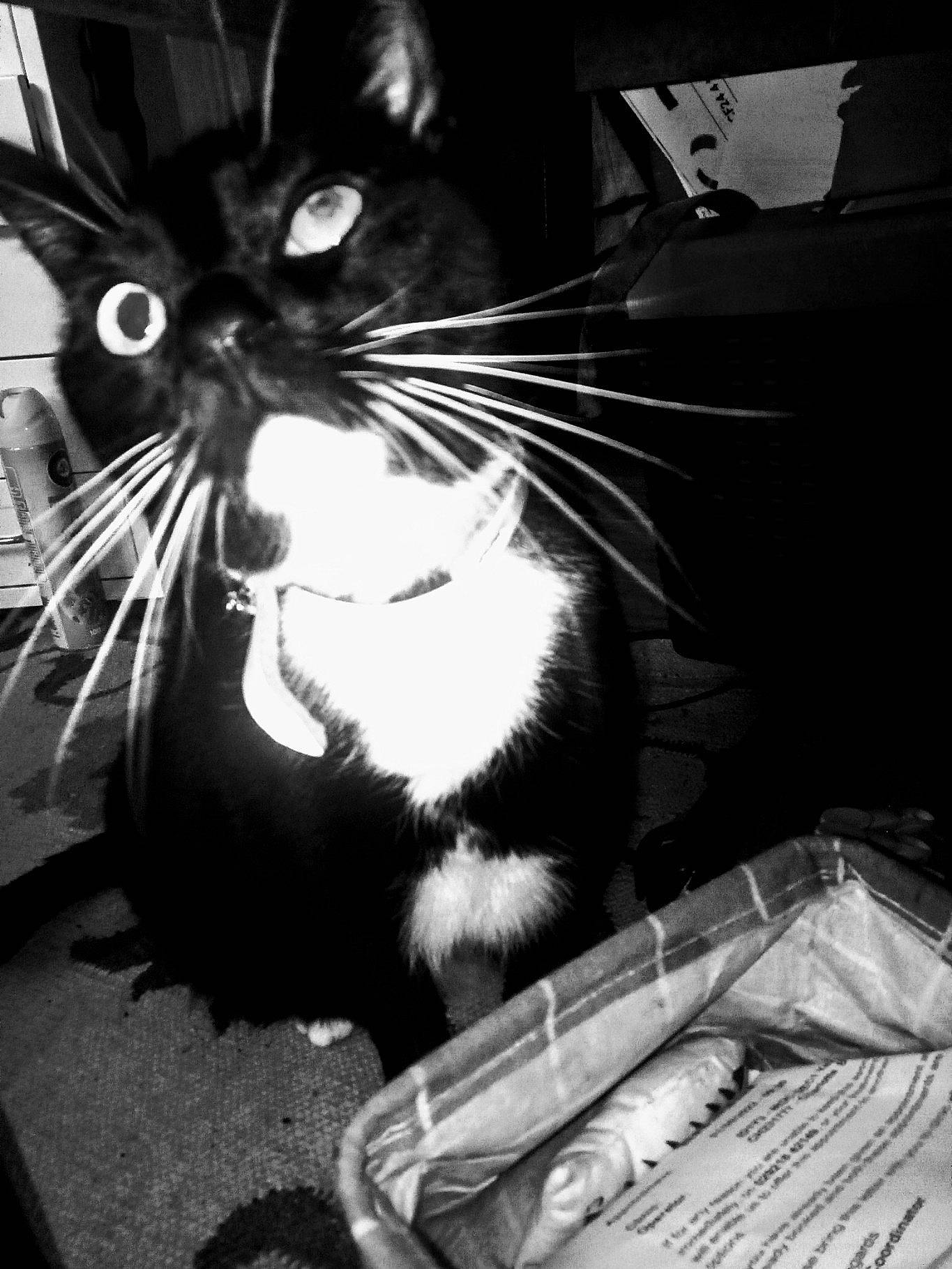 Prim-rose is registered to the contest to win money with this photo: basket, black, black_and_white, box, carnivore, cat, claw, domestic_short_haired_cat, felidae, fur, monochrome, monochrome_photography, paw, photography, small_to_medium_sized_cats, snout, style, tail, whiskers