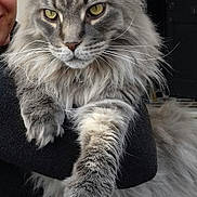 Miles is registered to the contest to win money with this photo: american_curl, asian_semi_longhair, british_longhair, british_semi_longhair, carnivore, cat, domestic_long_haired_cat, felidae, fur, kitten, maine_coon, mammal, norwegian_forest_cat, ragamuffin, siberian, small_to_medium_sized_cats, tabby_cat, turkish_angora, vertebrate, whiskers