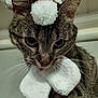 animal, bow, cat, celebration, christmas, close_up, costume, cute, ears, eyes, feline, festive, fur, holiday_hat, indoor, pet, portrait, santa_hat, tabby_cat, whiskers