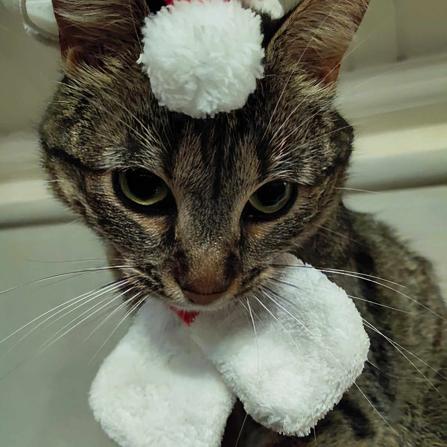 Nova a rejoint le concours — aidez-le/la à gagner de superbes lots ! animal, bow, cat, celebration, christmas, close_up, costume, cute, ears, eyes, feline, festive, fur, holiday_hat, indoor, pet, portrait, santa_hat, tabby_cat, whiskers