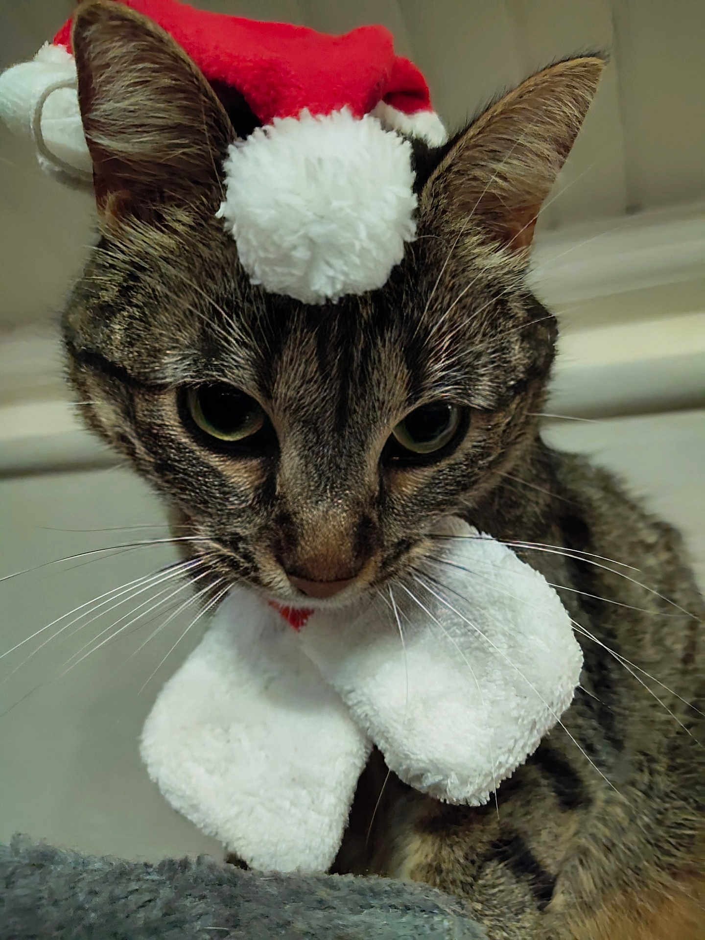 Nova a rejoint le concours — aidez-le/la à gagner de superbes lots ! cat, tabby_cat, close_up, holiday_hat, santa_hat, bow, whiskers, pet, animal, feline, cute, indoor, celebration, festive, christmas, costume, fur, ears, eyes, portrait