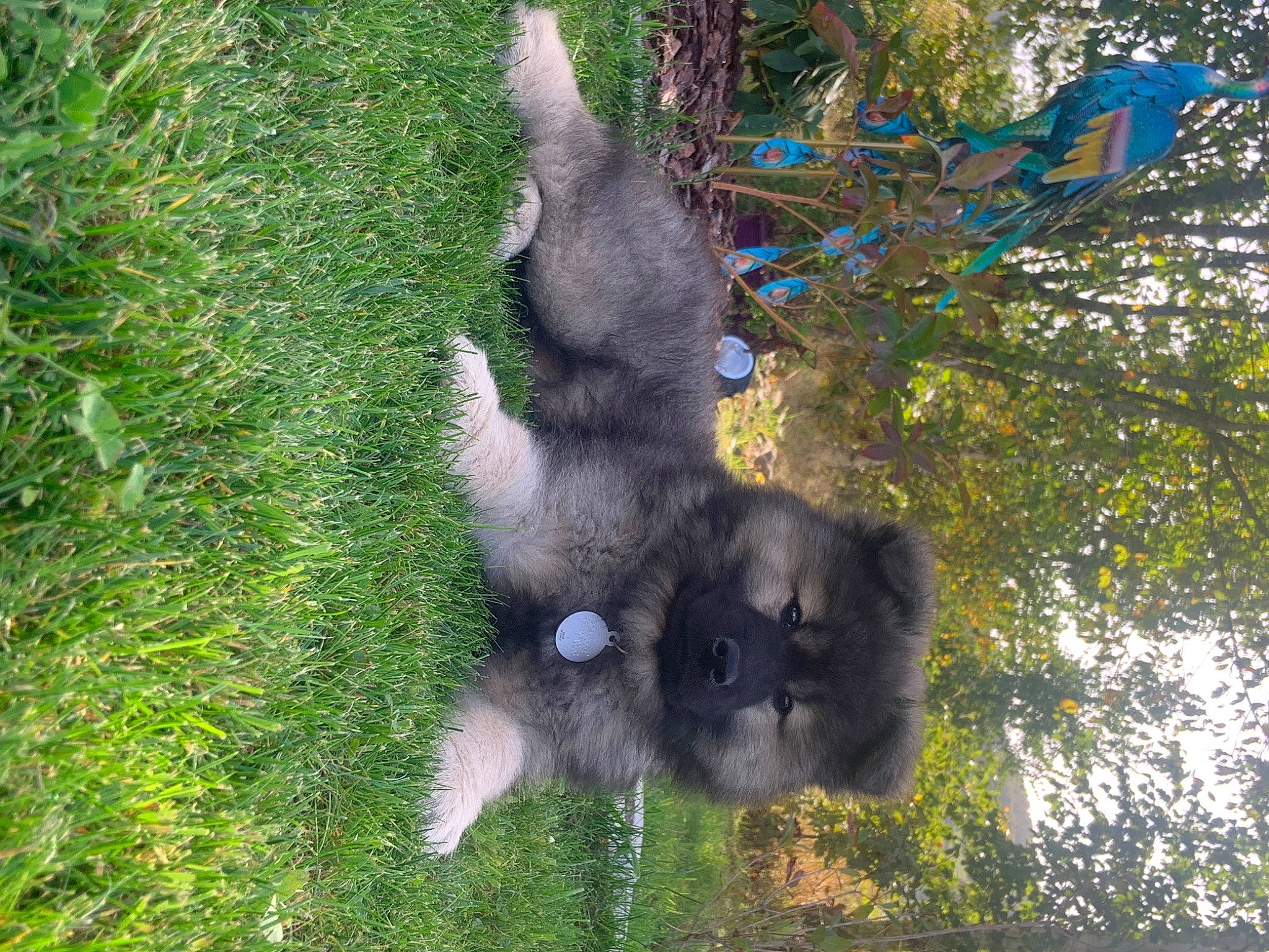 Ulis a rejoint le concours — aidez-le/la à gagner de superbes lots ! canidae, carnivore, companion_dog, dog_breed, fur, grass, groundcover, natural_material, paw, plant, snout, sporting_group, tail, terrestrial_animal, tree, trunk, twig, wildlife, working_animal, zoo