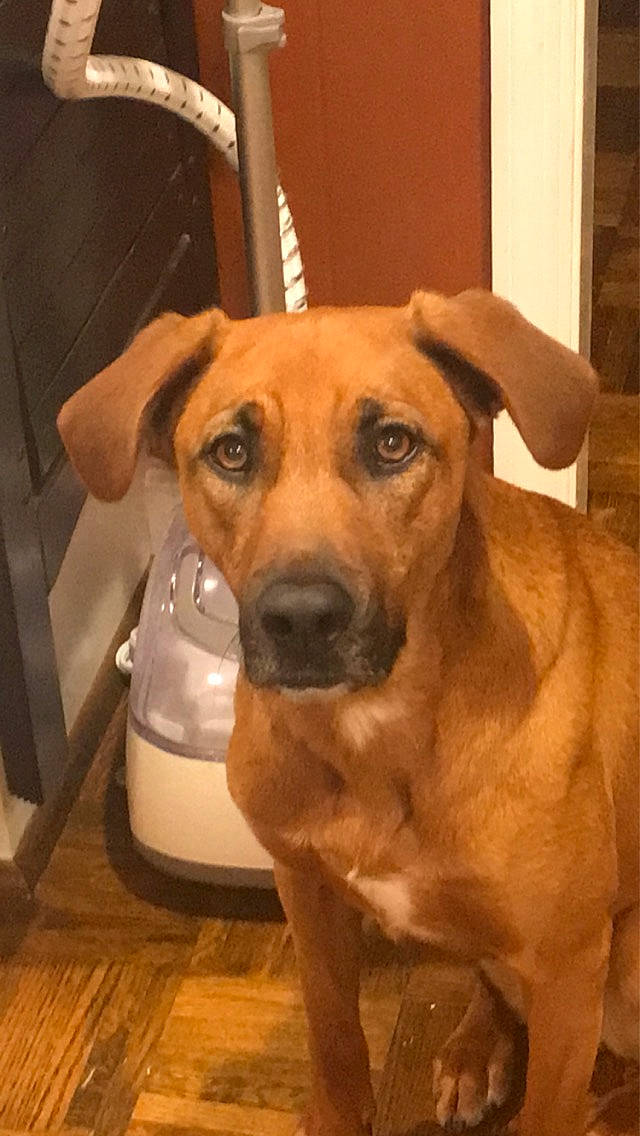 Devin joined the competition — help win amazing prizes! black_mouth_cur, broholmer, canidae, carnivore, dog, dog_breed, fawn, guard_dog, hound, mammal, mountain_cur, potcake_dog, rare_breed_dog, rhodesian_ridgeback, snout, sporting_group, tosa, vertebrate, whiskers