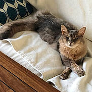 Chacha a rejoint le concours — aidez-le/la à gagner de superbes lots ! cat, gray_cat, fluffy, pet, animal, indoor, blanket, couch, furniture, wood_floor, relaxed, resting, cozy, home_interior, pillow, domestic_animal, fur, whiskers, ears, face
