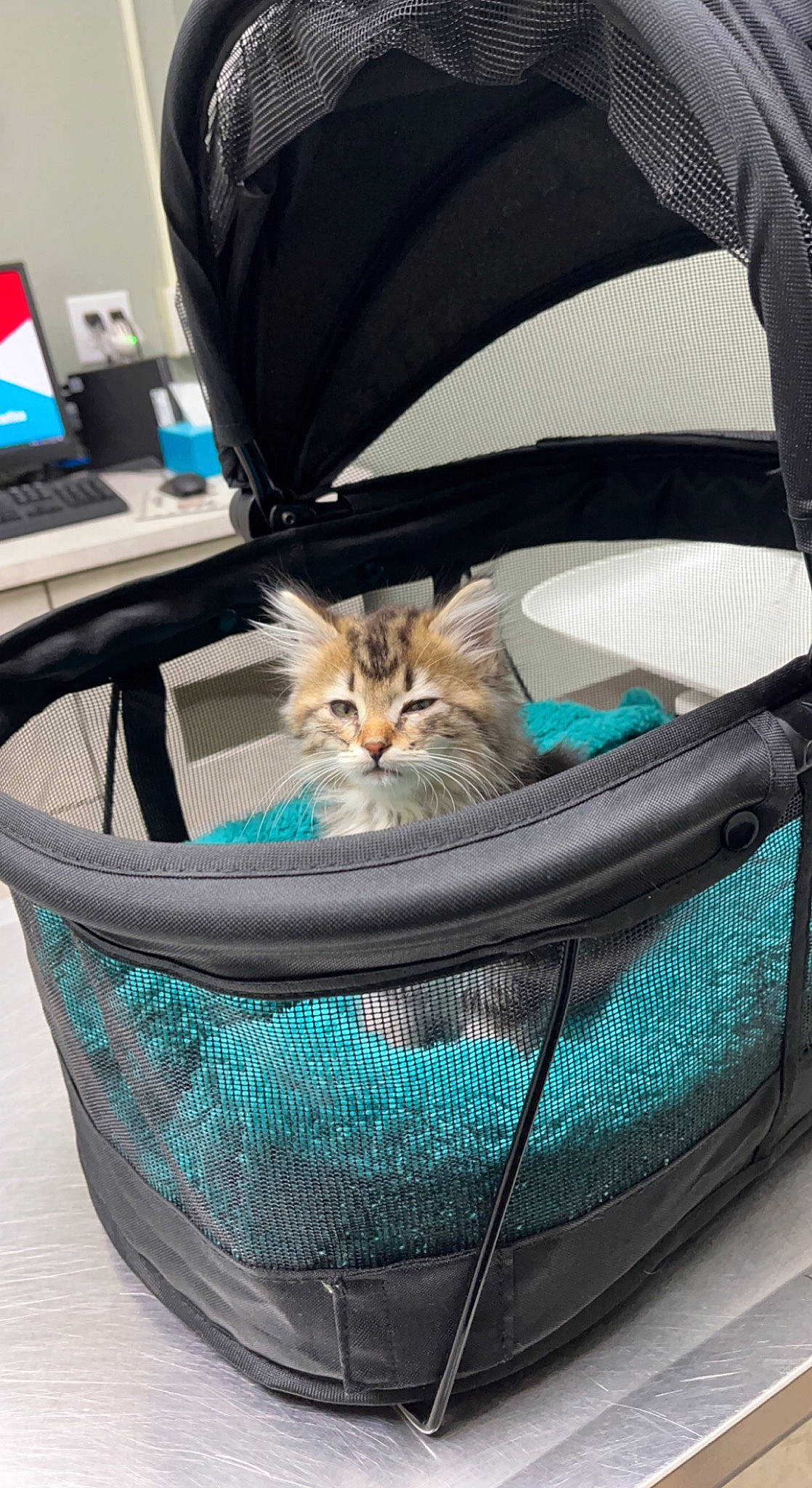 Nahla joined the competition — help win amazing prizes! auto_part, automotive_exterior, azure, backpack, bag, baggage, basket, carnivore, cat, cat_supply, comfort, domestic_short_haired_cat, electric_blue, fashion_accessory, felidae, fur, luggage_and_bags, small_to_medium_sized_cats, suitcase, whiskers