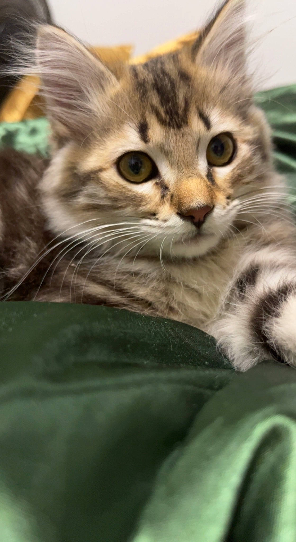 Nahla joined the competition — help win amazing prizes! carnivore, cat, claw, domestic_short_haired_cat, fawn, felidae, fur, grass, paw, photo_caption, photography, small_to_medium_sized_cats, snout, tail, terrestrial_animal, whiskers, wildlife