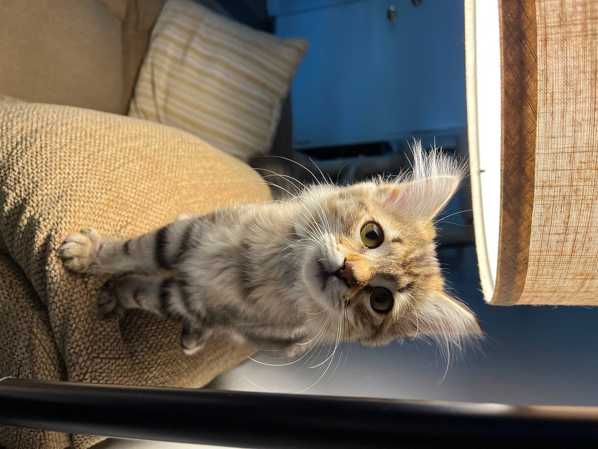 Nahla is registered to the contest to win money with this photo: carnivore, cat, chair, claw, comfort, couch, domestic_short_haired_cat, fawn, felidae, fur, linens, paw, plant, room, small_to_medium_sized_cats, snout, tail, whiskers, window, wood