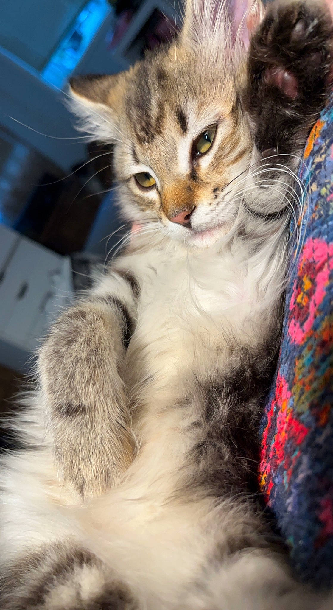 Nahla is registered to the contest to win money with this photo: carnivore, cat, claw, comfort, domestic_short_haired_cat, felidae, fur, paw, small_to_medium_sized_cats, snout, tail, whiskers, wildlife