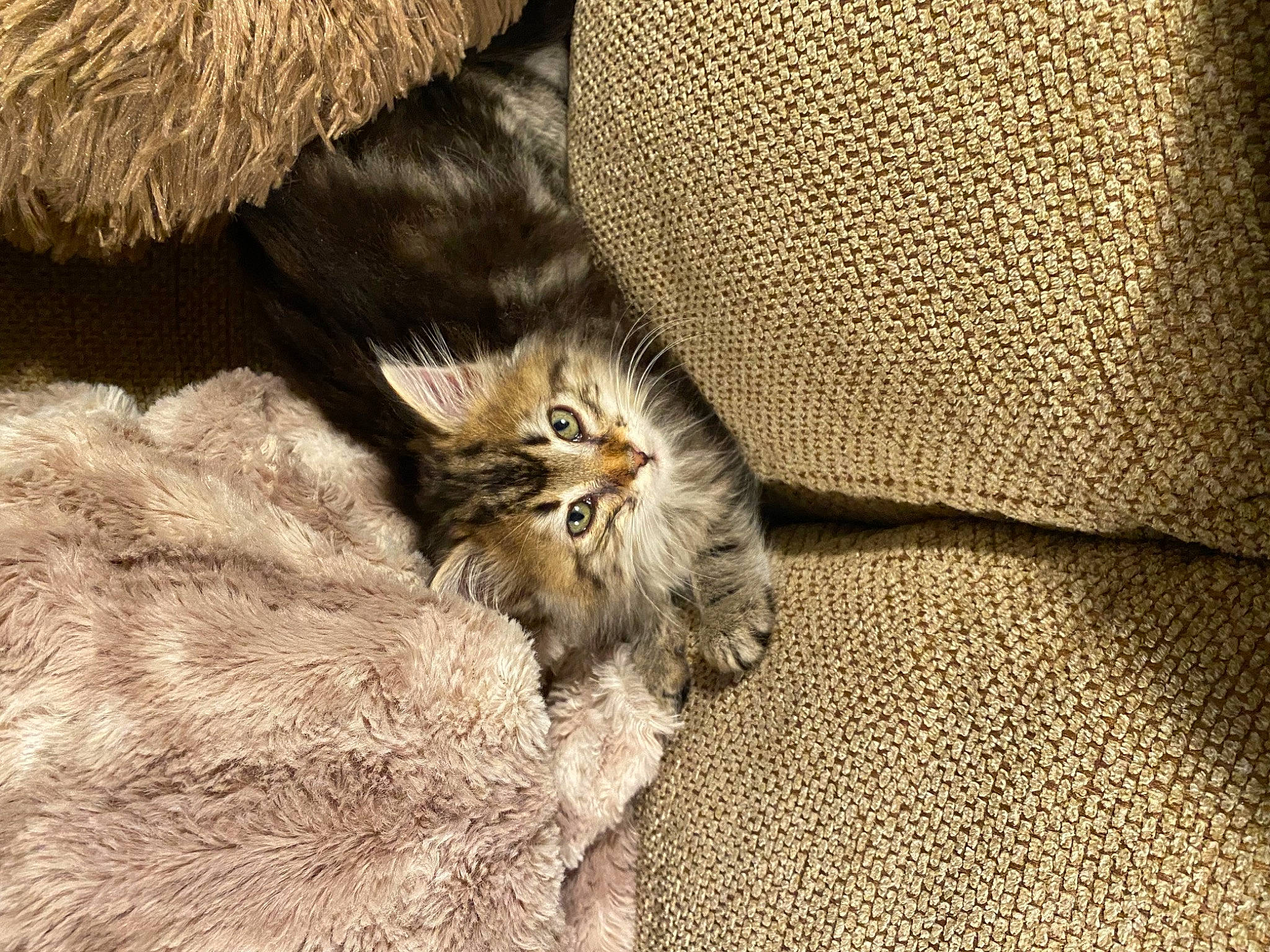 Nahla is registered to the contest to win money with this photo: british_longhair, carnivore, cat, claw, comfort, domestic_short_haired_cat, fawn, felidae, fur, grey, maine_coon, pattern, paw, small_to_medium_sized_cats, snout, tail, terrestrial_animal, whiskers, wildlife, wood