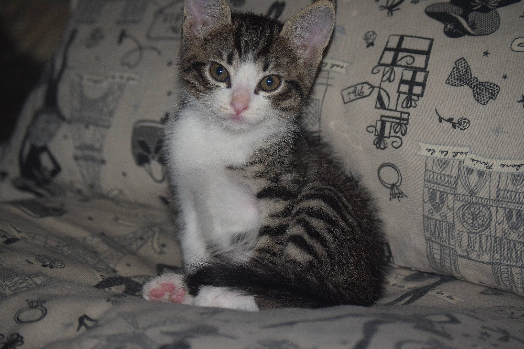 Neiko participe au concours pour gagner de l&#x27;argent avec cette photo : carnivore, cat, claw, comfort, domestic_short_haired_cat, felidae, fur, grey, monochrome_photography, paw, sitting, small_to_medium_sized_cats, snout, tail, terrestrial_animal, whiskers