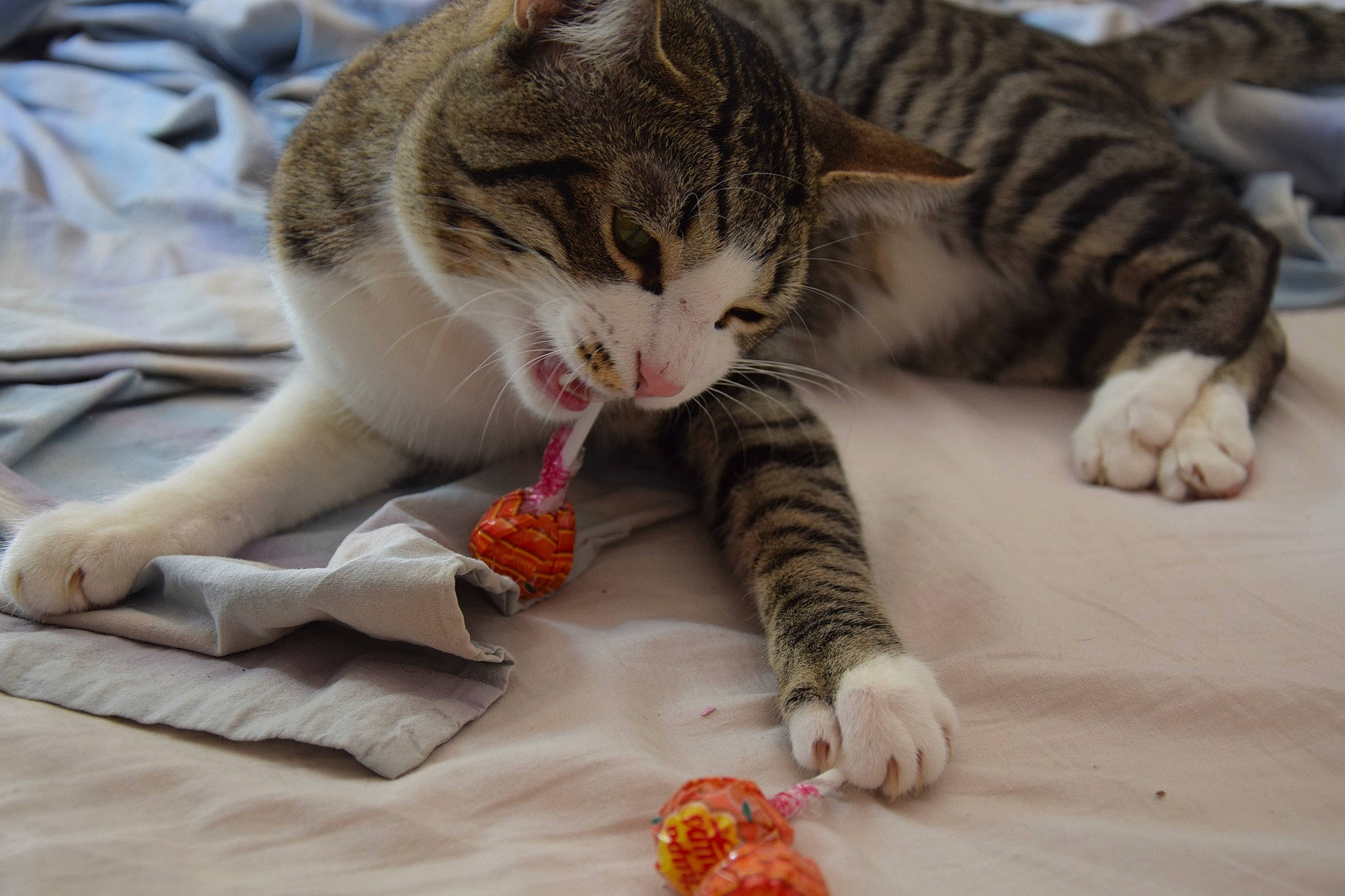 Neiko a rejoint le concours — aidez-le/la à gagner de superbes lots ! carmine, carnivore, cat, claw, comfort, domestic_short_haired_cat, fawn, felidae, flooring, food, foot, fur, nail, nap, paw, pet_food, small_to_medium_sized_cats, tail, whiskers, wood