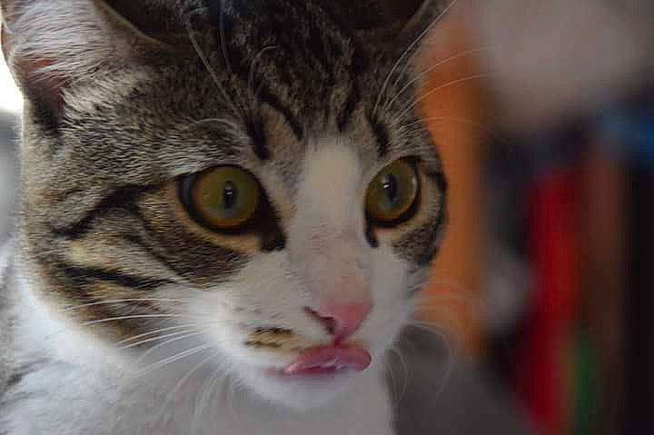 Neiko participe au concours pour gagner de l&#x27;argent avec cette photo : carnivore, cat, domestic_short_haired_cat, felidae, fur, small_to_medium_sized_cats, snout, terrestrial_animal, whiskers