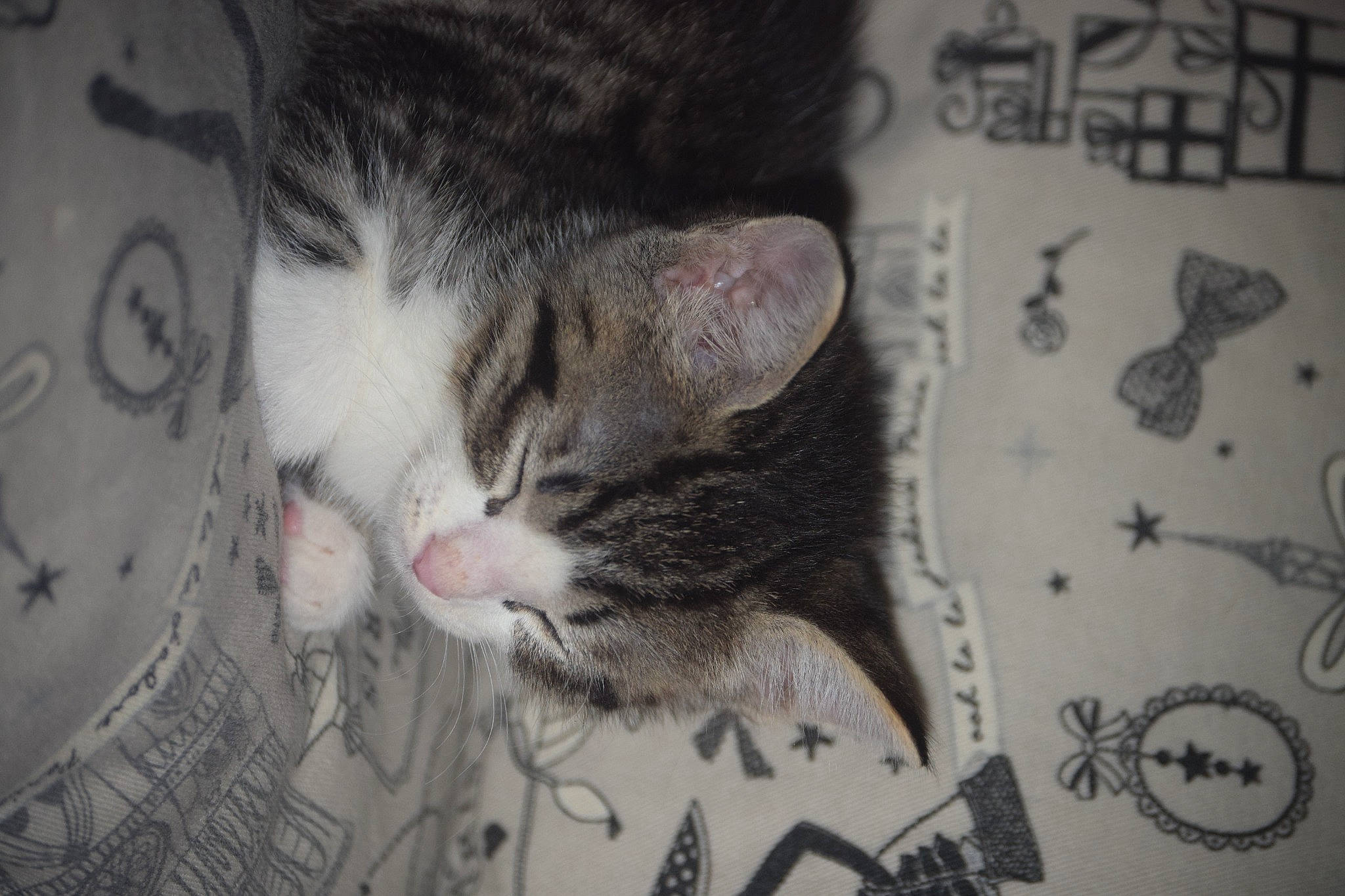 Neiko a rejoint le concours — aidez-le/la à gagner de superbes lots ! black_and_white, carnivore, cat, close_up, domestic_short_haired_cat, felidae, font, fur, grey, handwriting, monochrome, monochrome_photography, photo_caption, plant, small_to_medium_sized_cats, snout, style, tree, whiskers, window