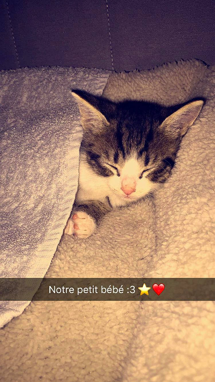 Neiko a rejoint le concours — aidez-le/la à gagner de superbes lots ! carnivore, cat, cloud, domestic_short_haired_cat, felidae, flooring, font, foot, fur, happy, love, meteorological_phenomenon, paw, photo_caption, sky, small_to_medium_sized_cats, snout, tail, whiskers, wood