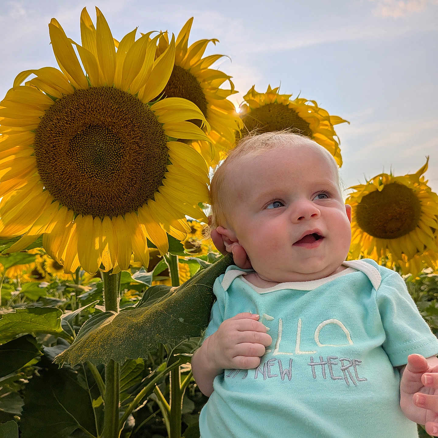 Scarlett is registered to the contest to win money with this photo: baby, child, sunflower, sunflower_field, outdoor, nature, portrait, smiling, sitting, infant, face, eyes, hands, blue_shirt, floral_clothing, greenery, golden_hour, sunlight, sky, flowers