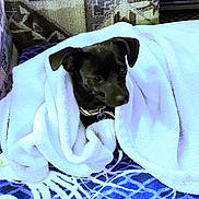 Pesskess is registered to the contest to win money with this photo: dog, black_dog, blanket, cozy, indoor, pet, wrapped, couch, fabric, pattern, fur, animal, comfort, snug, collar, resting, small_dog, household, texture, relaxation