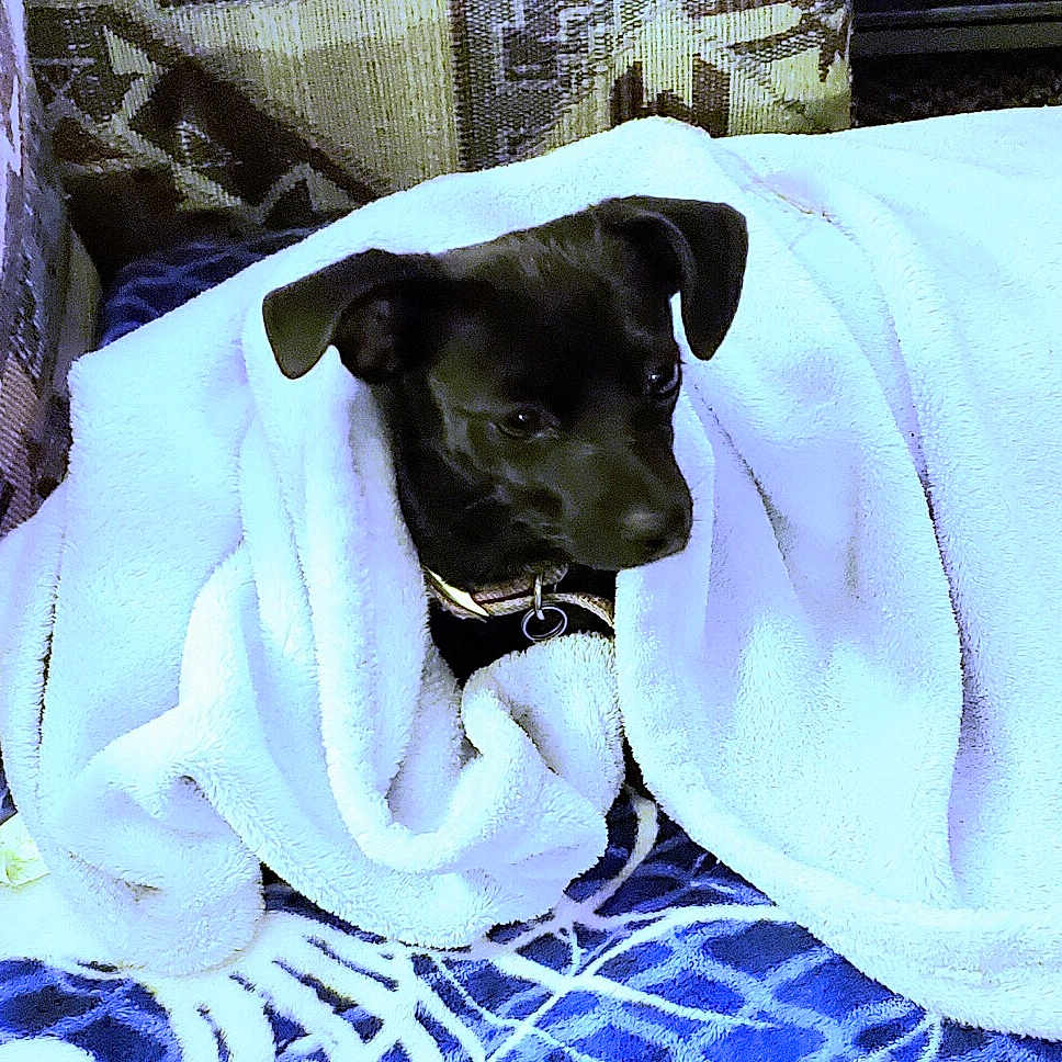 Pesskess is registered to the contest to win money with this photo: animal, black_dog, blanket, collar, comfort, couch, cozy, dog, fabric, fur, household, indoor, pattern, pet, relaxation, resting, small_dog, snug, texture, wrapped