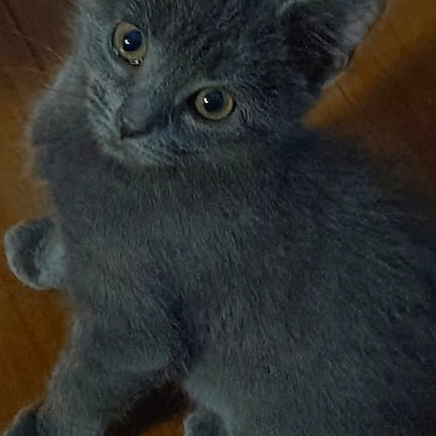 Lily joined the competition — help win amazing prizes! animal, cat, closeup, curious, cute, domestic_animal, ears, feline, gray_fur, indoor, kitten, looking_up, paws, pet, sitting, small, soft_fur, whiskers, wooden_floor, young