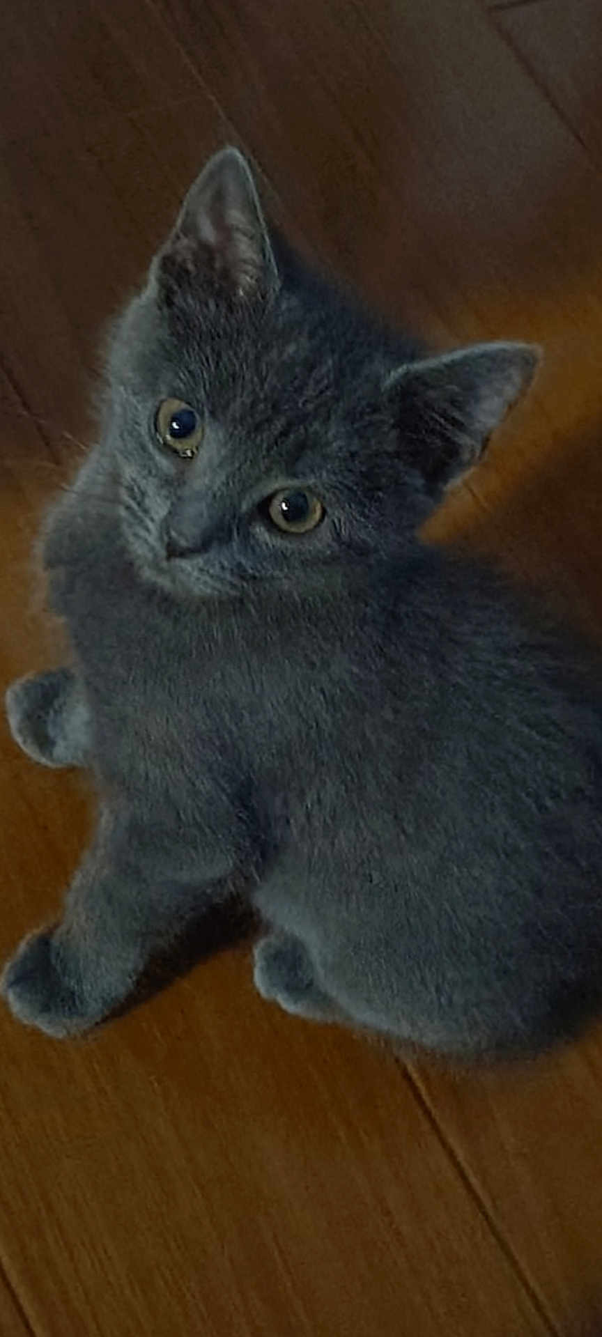 Lily joined the competition — help win amazing prizes! cat, kitten, gray_fur, pet, animal, curious, wooden_floor, indoor, cute, feline, small, young, whiskers, ears, paws, sitting, looking_up, soft_fur, domestic_animal, closeup