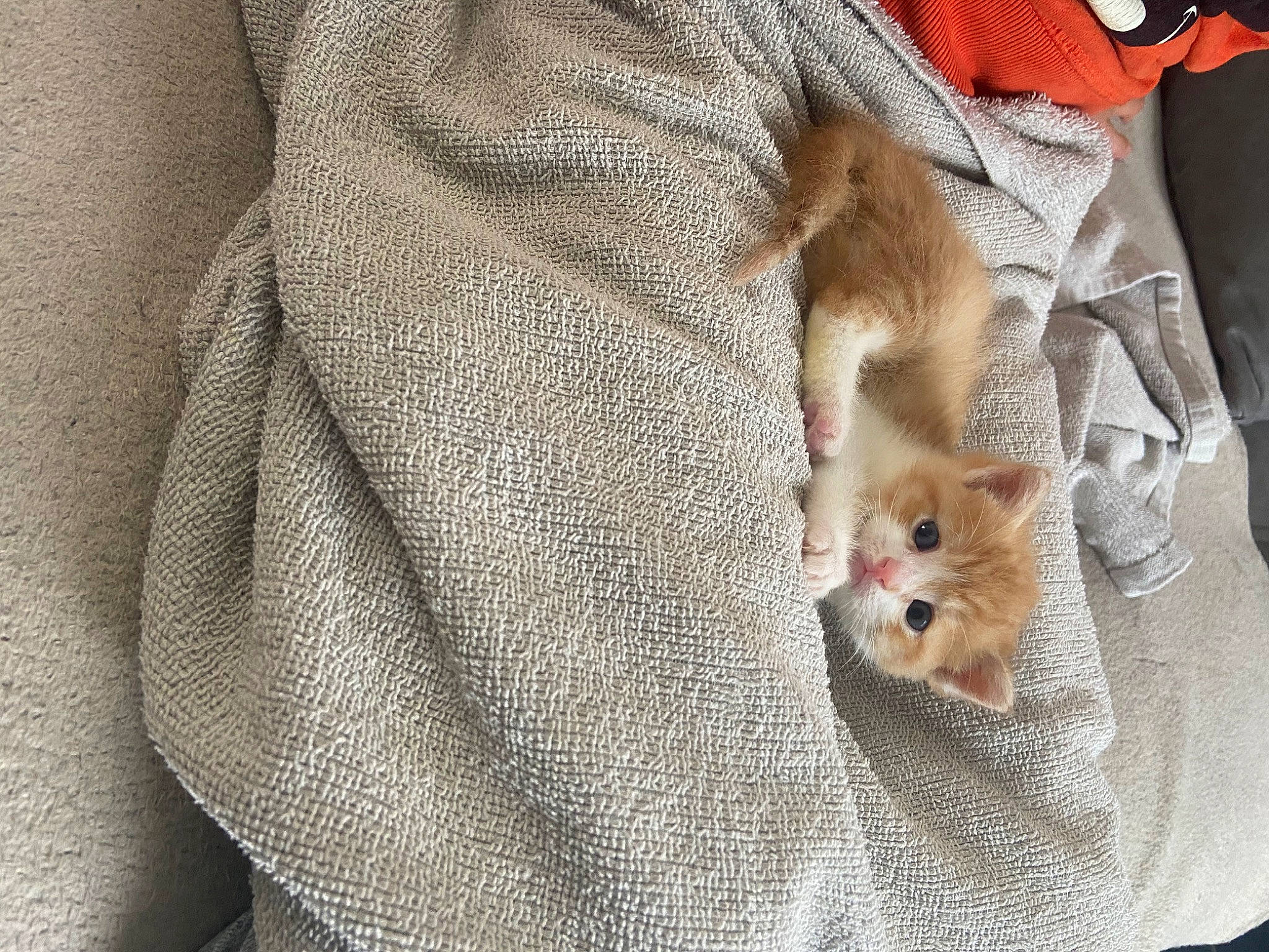 Rouki participe au concours pour gagner de l'argent avec cette photo : carnivore, cat, fawn, felidae, fur, kitten, outerwear, small_to_medium_sized_cats, tail, whiskers