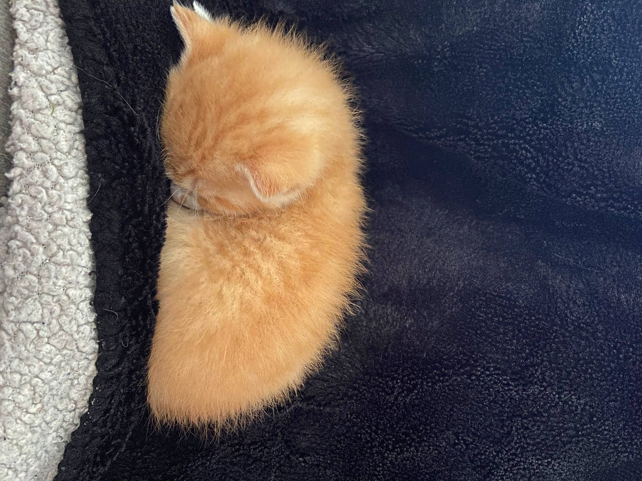 Rouki a rejoint le concours — aidez-le/la à gagner de superbes lots ! carnivore, cat, claw, fawn, felidae, fur, kitten, paw, polydactyl_cat, small_to_medium_sized_cats, tail, whiskers