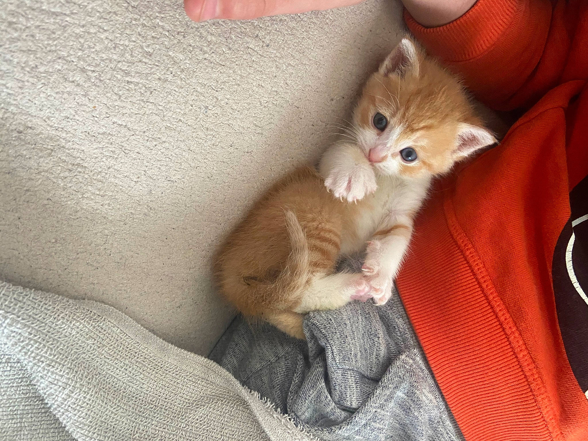 Rouki participe au concours pour gagner de l'argent avec cette photo : asian, british_semi_longhair, carnivore, cat, claw, domestic_long_haired_cat, domestic_short_haired_cat, european_shorthair, fawn, felidae, fur, kitten, leg, mammal, munchkin, ojos_azules, paw, polydactyl_cat, small_to_medium_sized_cats, whiskers