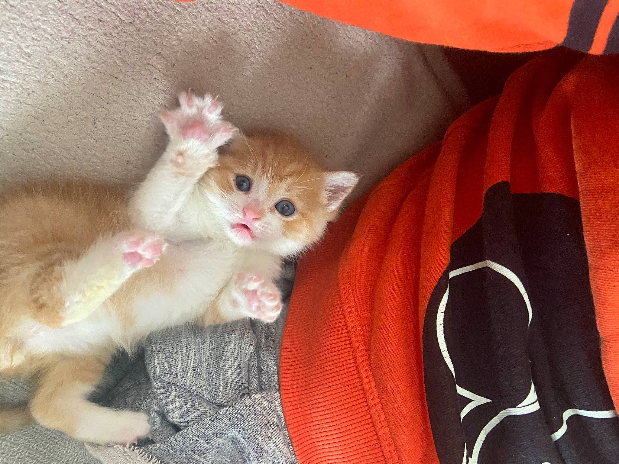 Rouki a rejoint le concours — aidez-le/la à gagner de superbes lots ! american_curl, asian, carnivore, cat, claw, fawn, felidae, fur, german_rex, kitten, mammal, munchkin, paw, polydactyl_cat, singapura, skin, small_to_medium_sized_cats, tail, vertebrate, whiskers