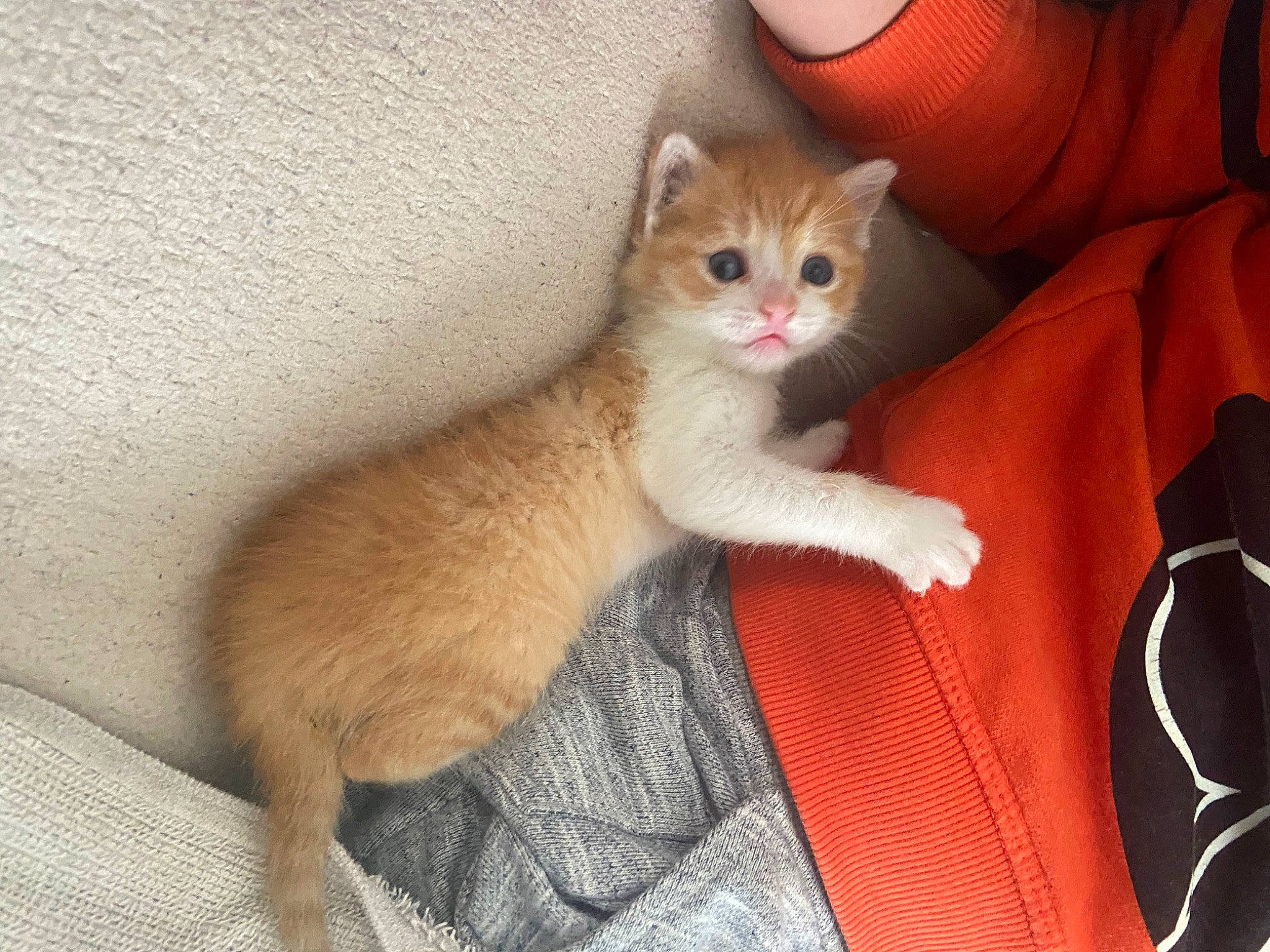 Rouki participe au concours pour gagner de l'argent avec cette photo : aegean_cat, american_wirehair, arabian_mau, asian, carnivore, cat, domestic_short_haired_cat, european_shorthair, eye, fawn, felidae, german_rex, kitten, mammal, ojos_azules, skin, small_to_medium_sized_cats, tail, vertebrate, whiskers