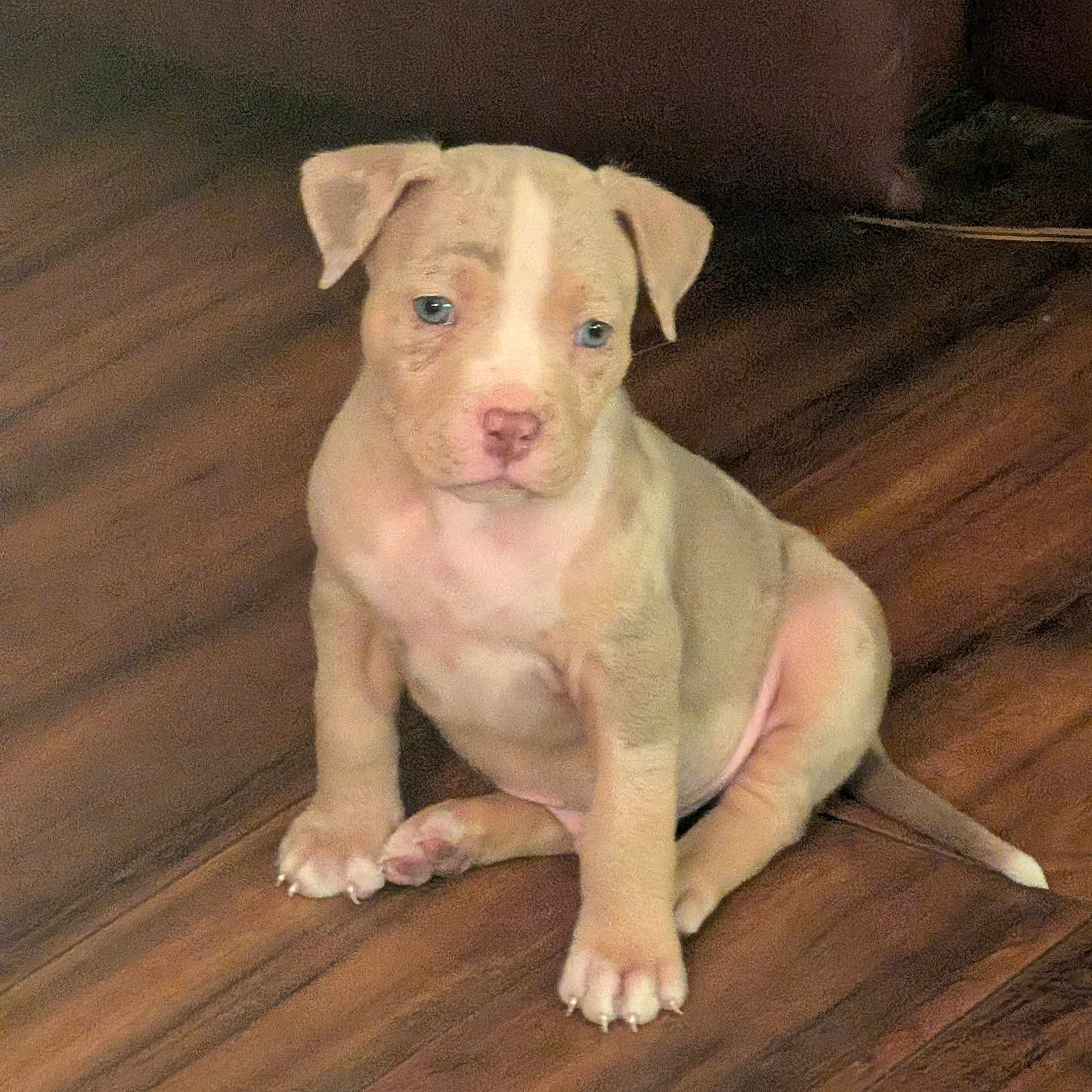 Draco is registered to the contest to win money with this photo: animal, blue_eyes, brown_fur, canine, cute, dog, domestic_animal, ears, flooring, furniture, indoor, looking_away, pet, puppy, sitting, small_dog, tail, white_fur, wooden_floor, young_dog