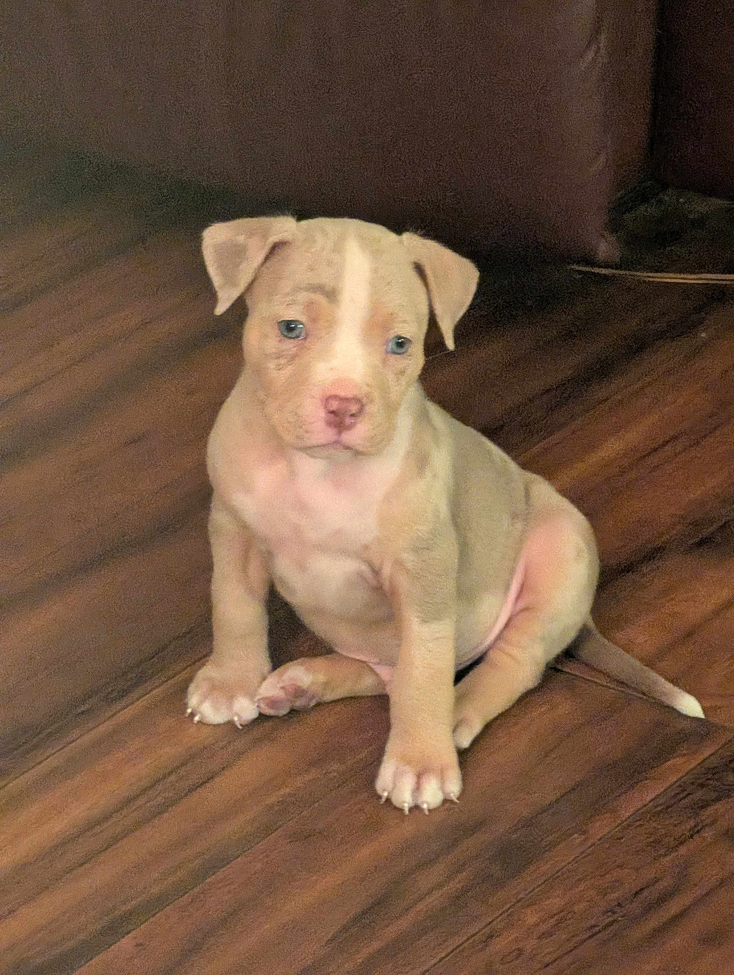 Draco is registered to the contest to win money with this photo: puppy, dog, young_dog, brown_fur, white_fur, blue_eyes, sitting, wooden_floor, indoor, pet, cute, small_dog, canine, animal, domestic_animal, flooring, furniture, looking_away, ears, tail