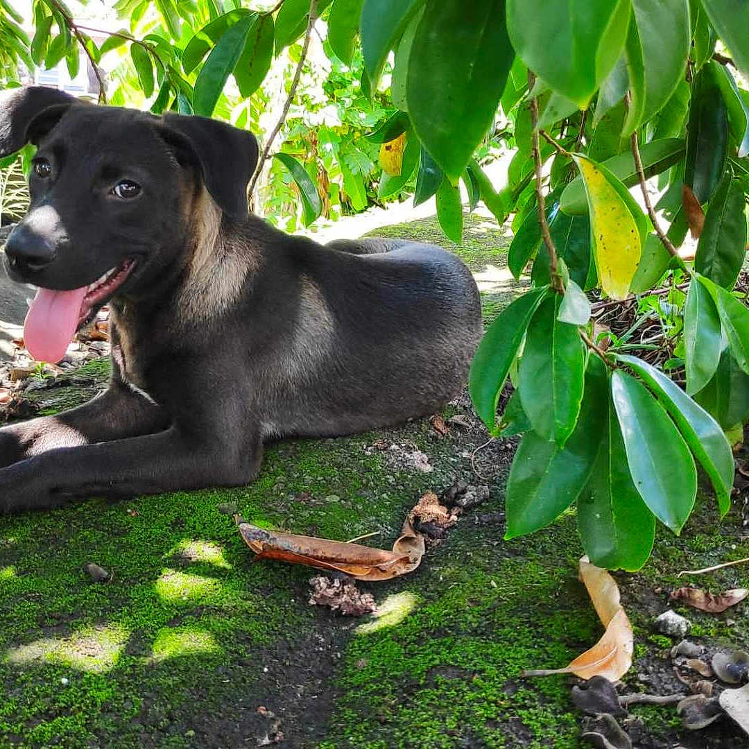 Stella a rejoint le concours — aidez-le/la à gagner de superbes lots ! dog, black_dog, tongue_out, moss, rock, green_leaves, shade, outdoor, nature, happy, pet, canine, relaxing, sunlight, grass, plants, summer, animal, leafy, resting