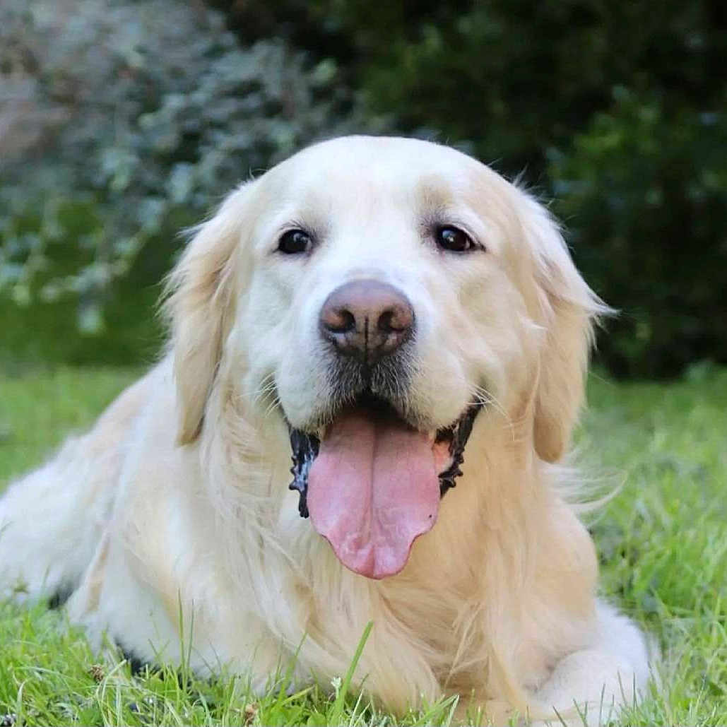 Jedi a rejoint le concours — aidez-le/la à gagner de superbes lots ! dog, golden_retriever, tongue_out, grass, outdoor, pet, canine, animal, lying_down, happy, nature, fur, friendly, mammal, portrait, closeup, tongue, ears, snout, greenery