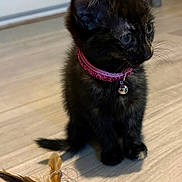 Sally is registered to the contest to win money with this photo: animal, bell, cat, collar, curious, cute, domestic, ears, feathers, feline, floor, fur, indoor, kitten, pet, small, tortoiseshell, toy, whiskers, young