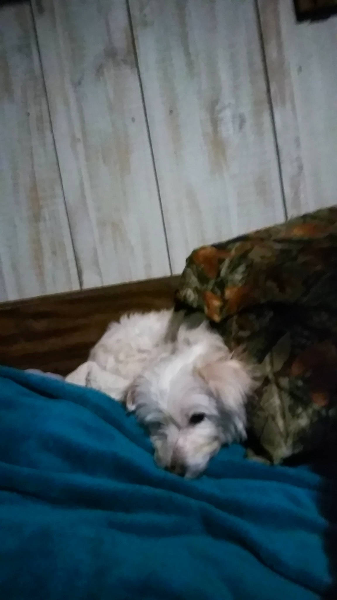 Bella is registered to the contest to win money with this photo: canidae, carnivore, comfort, companion_dog, dog, dog_breed, dog_supply, duvet, fawn, felidae, fur, hardwood, small_terrier, small_to_medium_sized_cats, snout, sporting_group, terrier, toy_dog, wood, working_animal