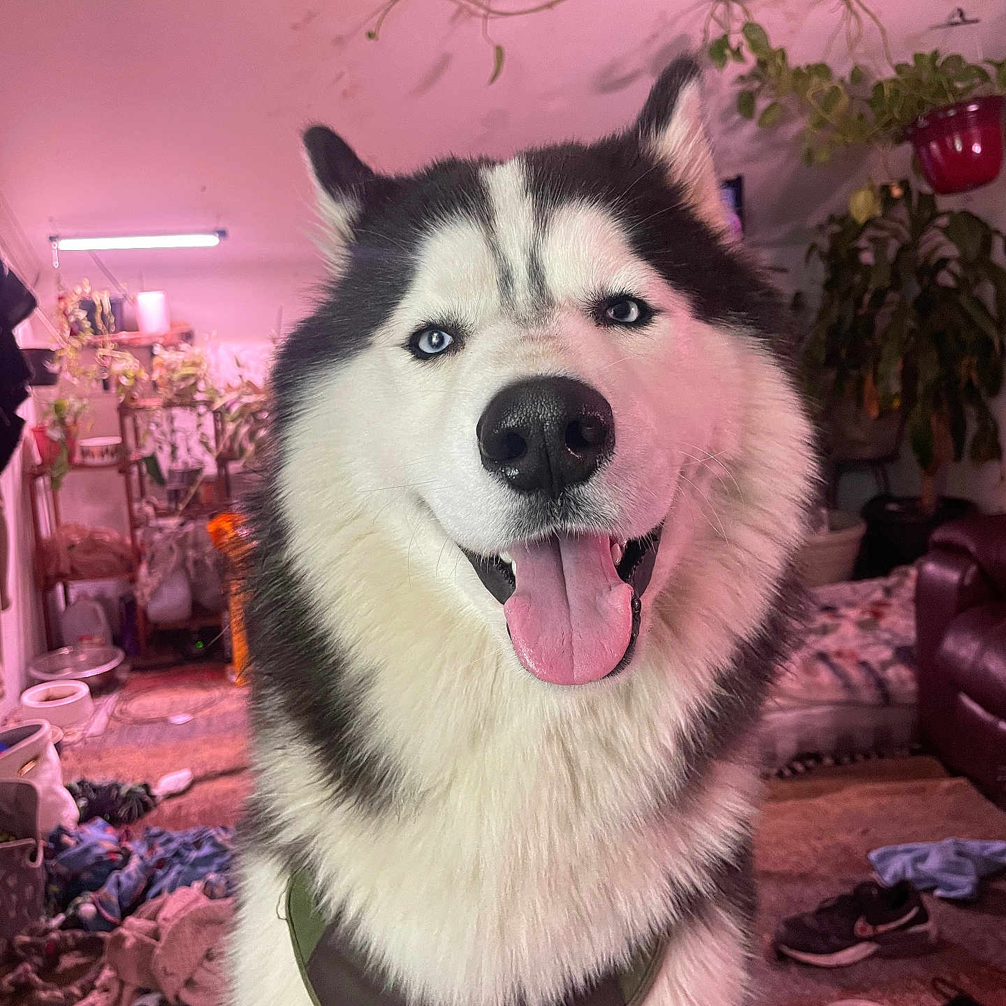 Dioji is registered to the contest to win money with this photo: animal, blanket, blue_eyes, carpet, ceiling_fan, couch, dog, fur, happy, harness, husky, indoor, leash, light, pet, plants, room, shoes, smiling, tongue_out