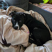 Jack Sparrow joined the competition — help win amazing prizes! dog, puppy, black_and_white, pet, animal, portrait, lying_down, blanket, bed, indoors, home, couch, pillows, relaxed, cute, sleepy, eyes, floppy_ears, white_markings, cozy