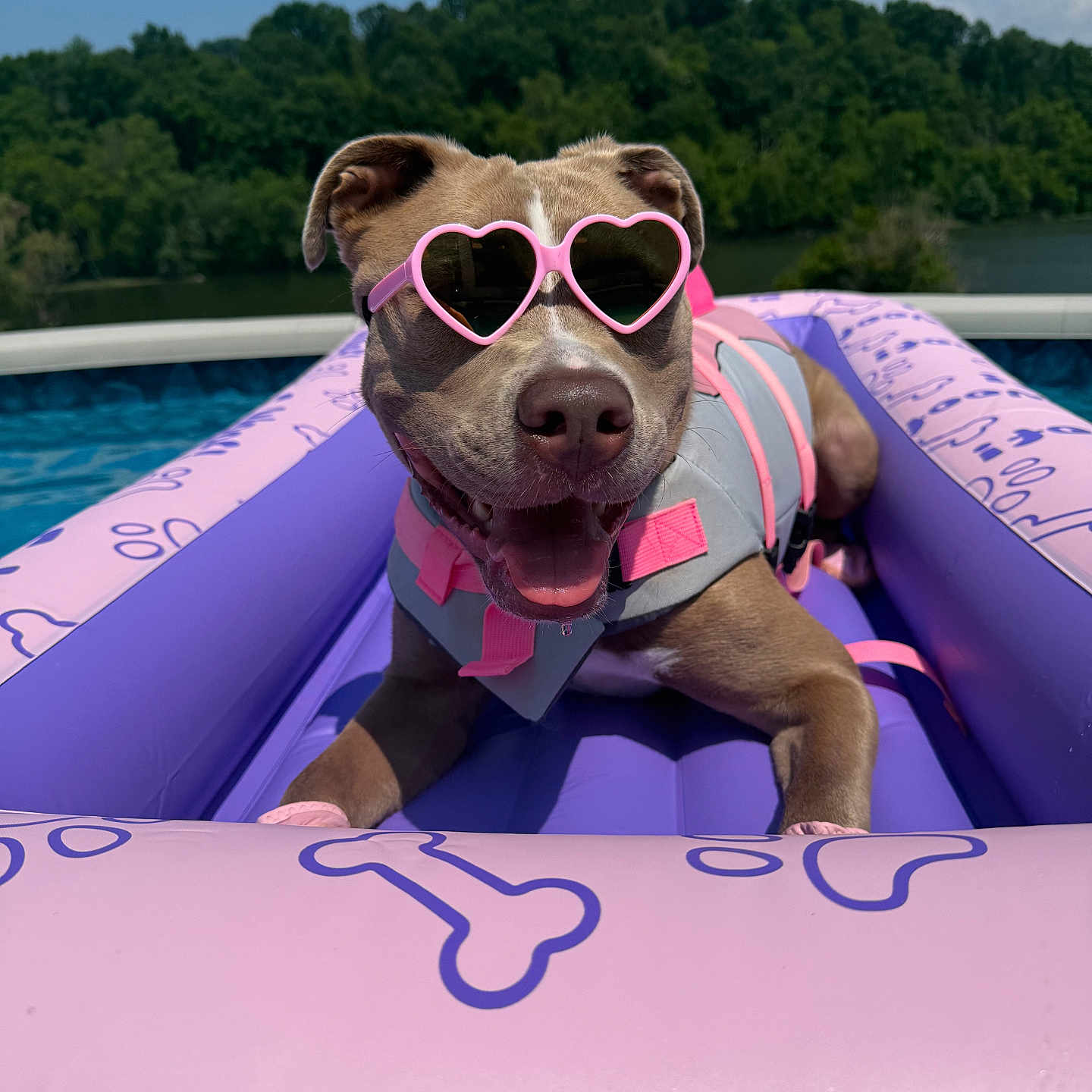 Princess is registered to the contest to win money with this photo: canine, dog, float, happy, heart_shaped, inflatable, life_jacket, nature, outdoor, pet, pink, pool, purple, sky, summer, sunglasses, sunny, tongue_out, trees, water