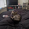kitten, cat, sleeping, bed, black_comforter, sock, indoor, window, television, shelf, toy_car, drink_cup, blanket, furniture, cozy, nap, resting, striped, pet, home