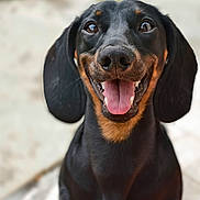 Flash joined the competition — help win amazing prizes! dog, dachshund, pet, animal, black_and_tan, tongue_out, happy, smiling, portrait, close_up, ears, fur, canine, cute, domestic_animal, friendly, outdoor, muzzle, nose, eyes